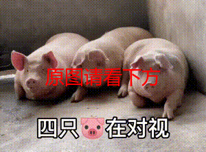 四只猪在对视表情包